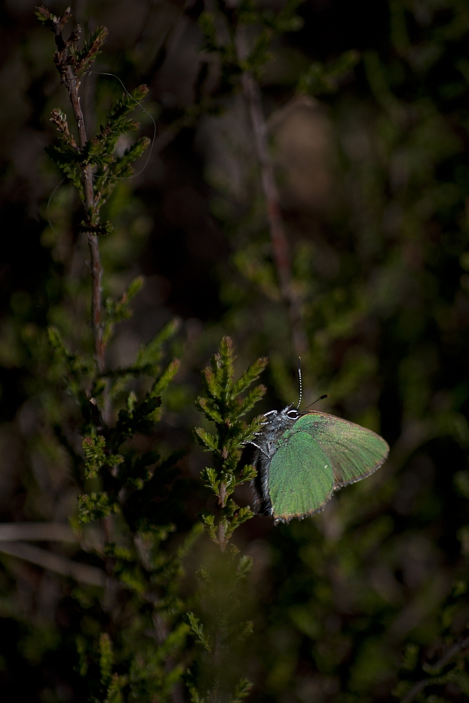 Zieleńczyk ostrężyniec (Callophrys rubi)