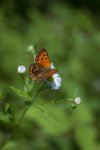 Czerwończyk dukacik (Lycaena virgaureae)