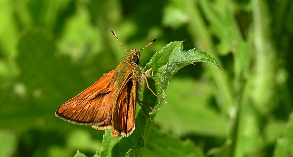 Karłątek kniejnik (Ochlodes sylvanus)