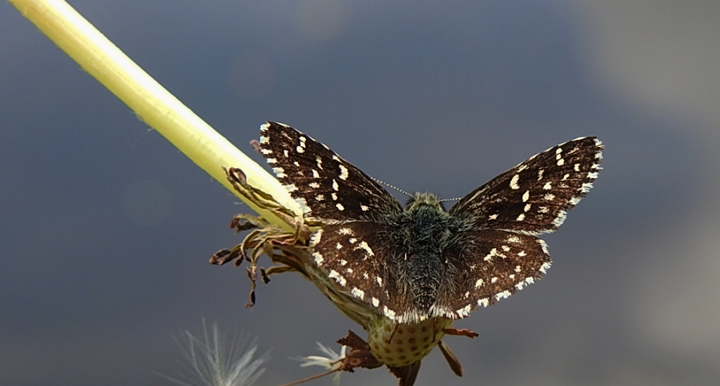 Powszelatek malwowiec (Pyrgus malvae)