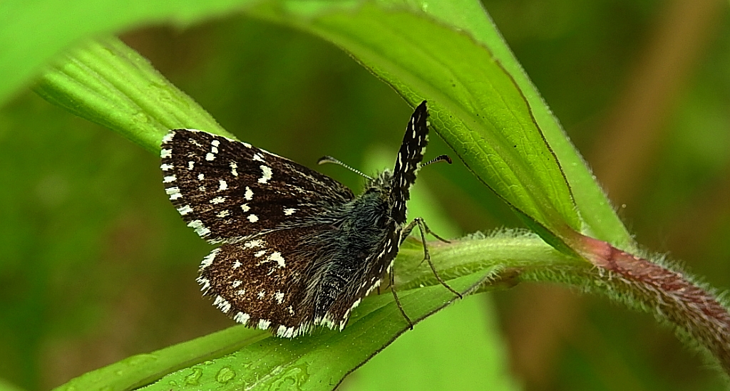 Powszelatek malwowiec (Pyrgus malvae)
