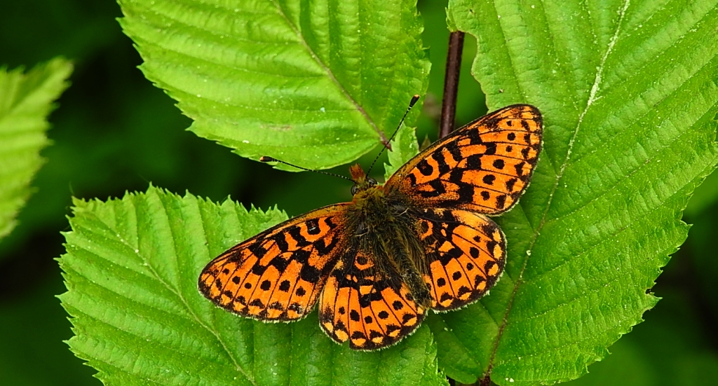 Dostojka selene (Boloria selene)
