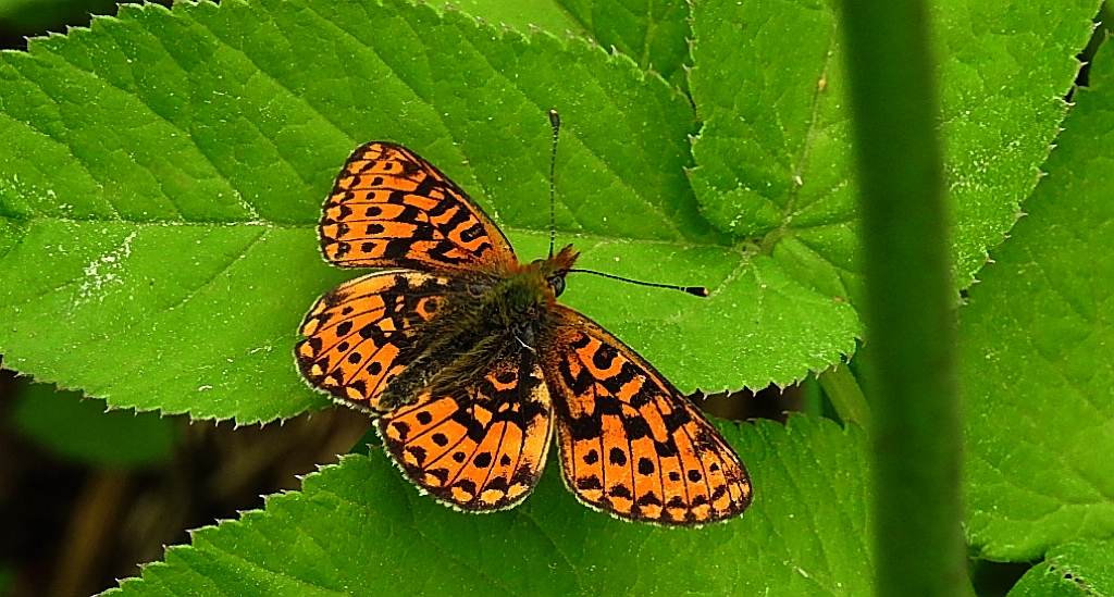 Dostojka selene (Boloria selene)