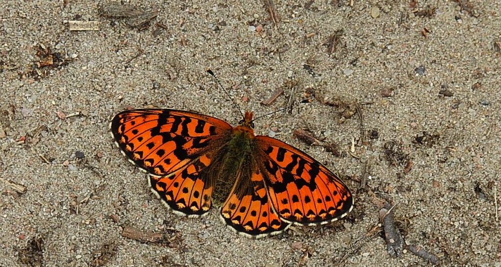 Dostojka selene (Boloria selene)