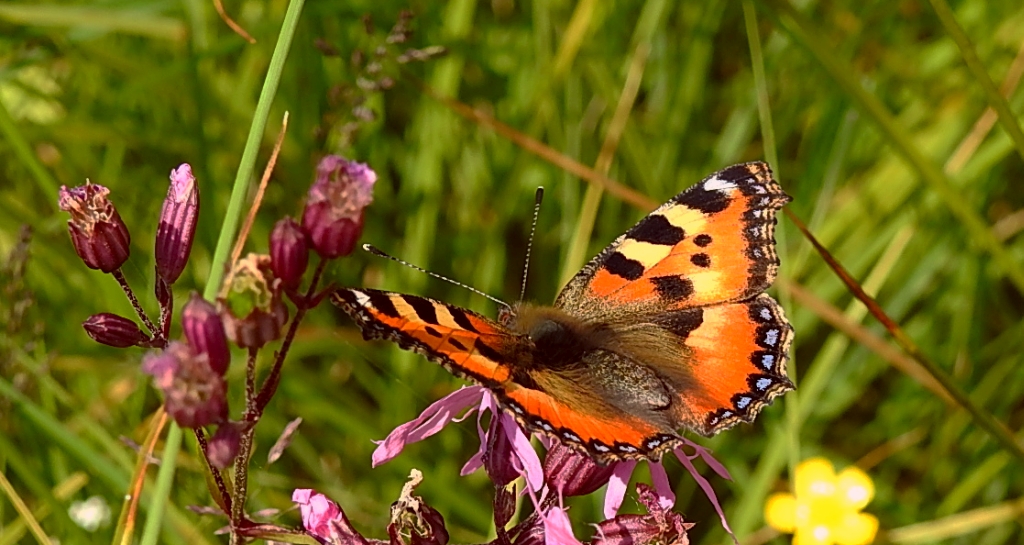Rusałka pokrzywnik (Aglais urticae)