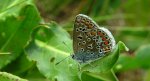 Modraszek adonis (Polyommatus bellargus)