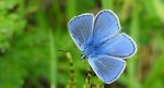Modraszek adonis (Polyommatus bellargus)