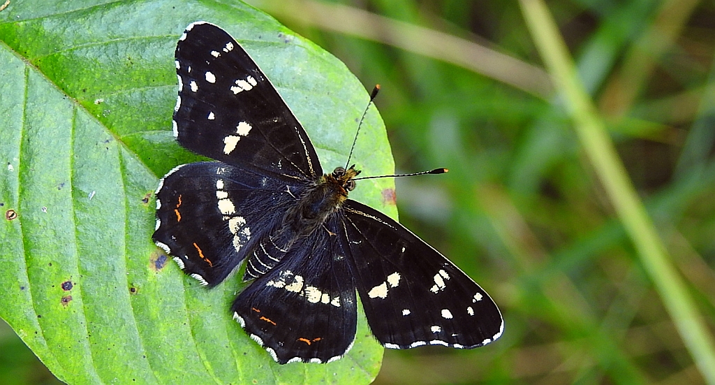 Rusałka kratkowiec (Araschnia levana)