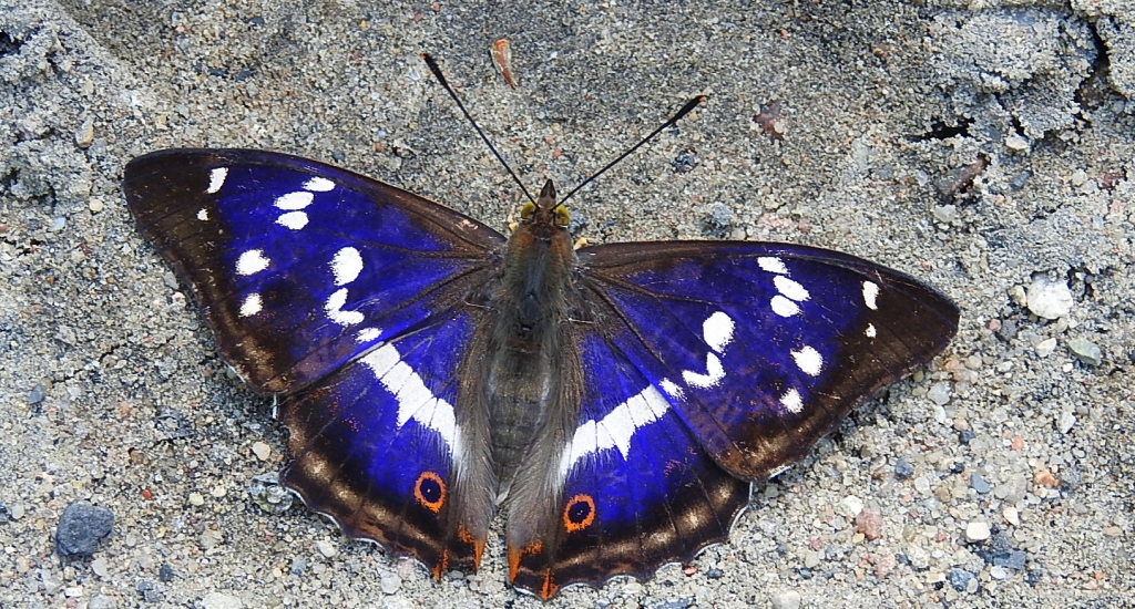 Mieniak tęczowiec (Apatura iris)