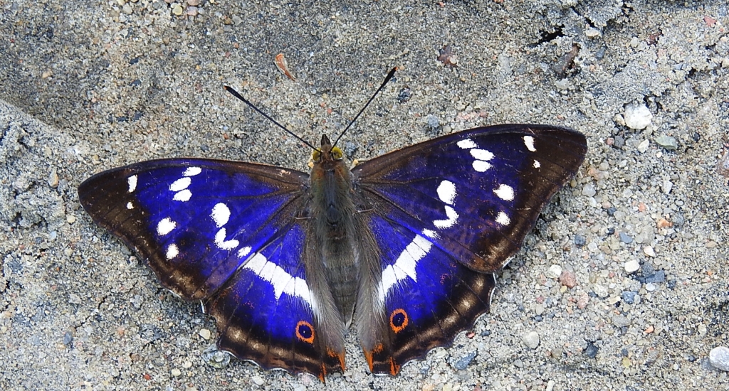 Mieniak tęczowiec (Apatura iris)
