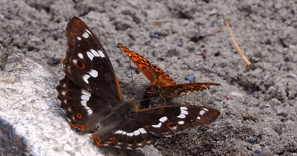 Mieniak strużnik (Apatura ilia)
