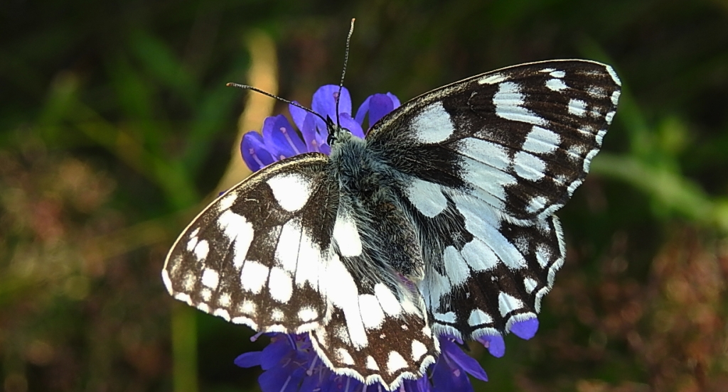 Polowiec szachownica (Melanargia galathea)
