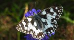 Polowiec szachownica (Melanargia galathea)