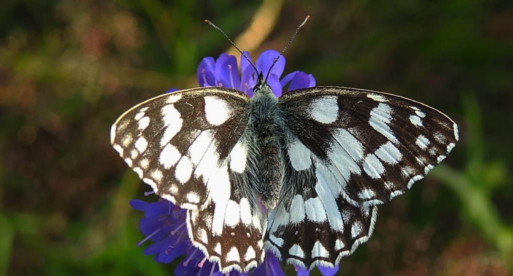 Polowiec szachownica (Melanargia galathea)