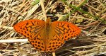 Dostojka malinowiec, perłowiec malinowiec (Argynnis paphia)