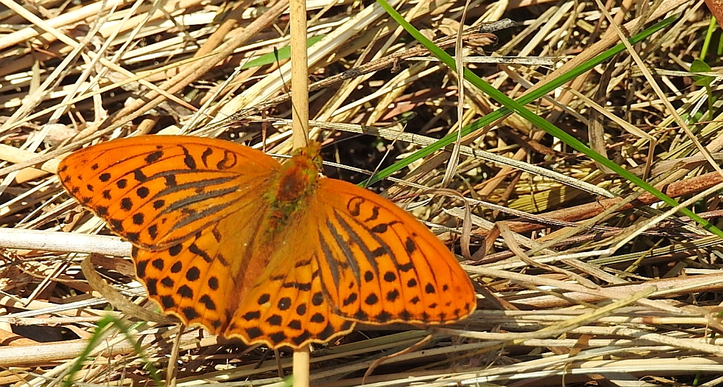 Dostojka malinowiec, perłowiec malinowiec (Argynnis paphia)