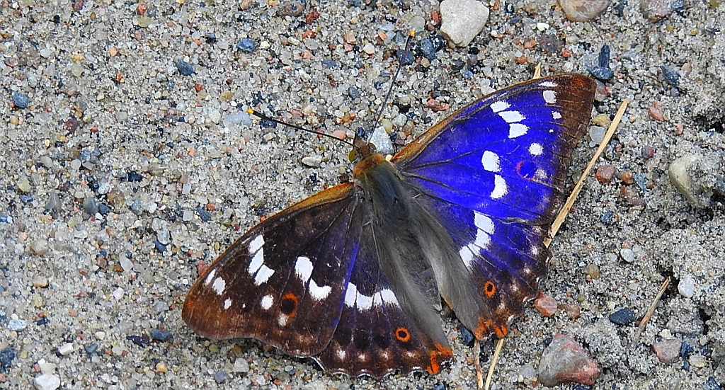 Mieniak strużnik (Apatura ilia)