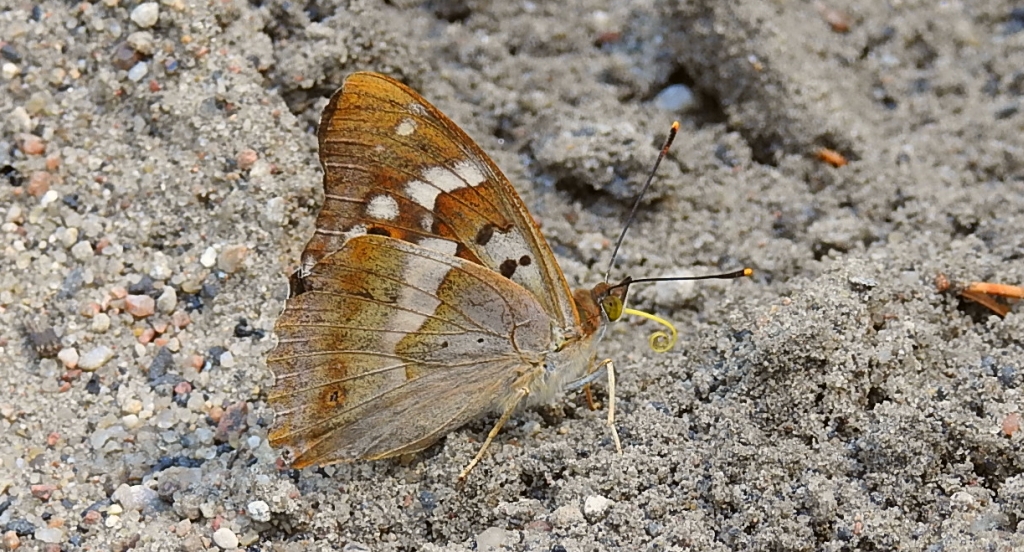 Mieniak strużnik (Apatura ilia)