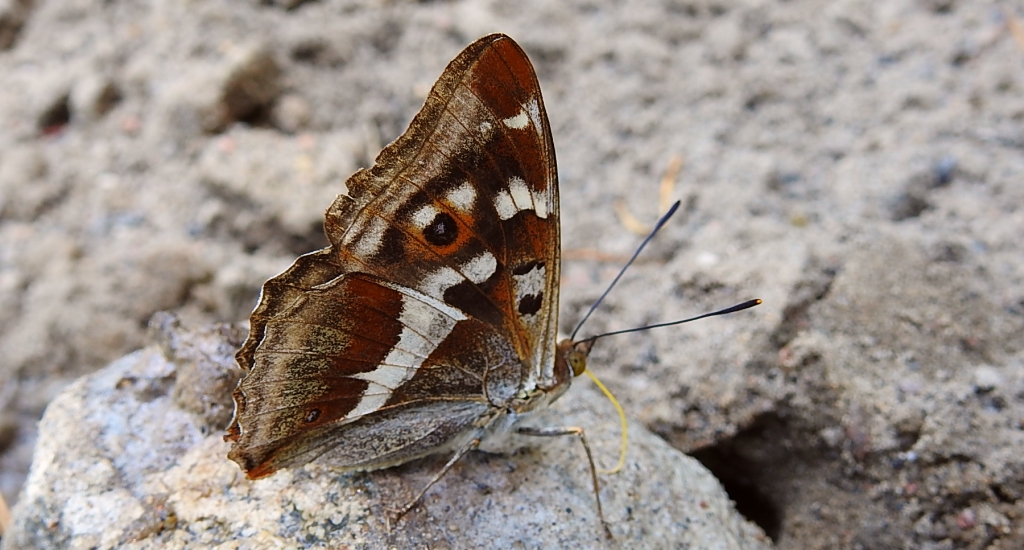 Mieniak tęczowiec (Apatura iris)