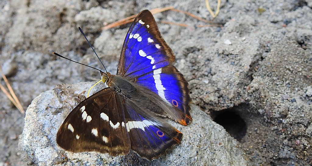 Mieniak tęczowiec (Apatura iris)
