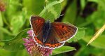 Czerwończyk fioletek (Lycaena helle)