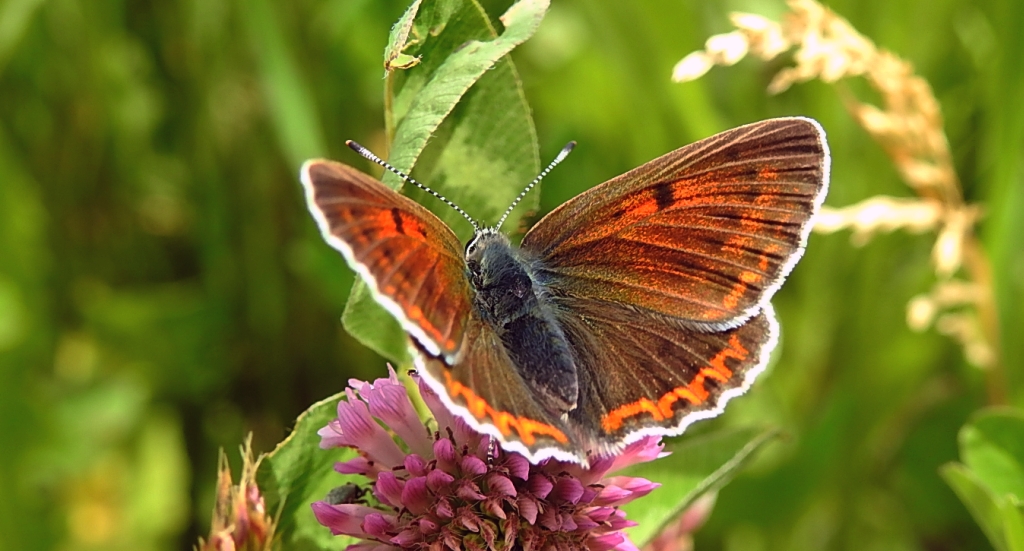 Czerwończyk fioletek (Lycaena helle)