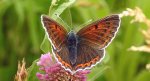 Czerwończyk fioletek (Lycaena helle)
