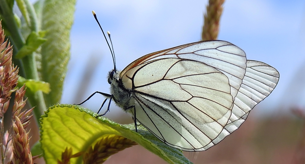 Niestrzęp głogowiec (Aporia crataegi)