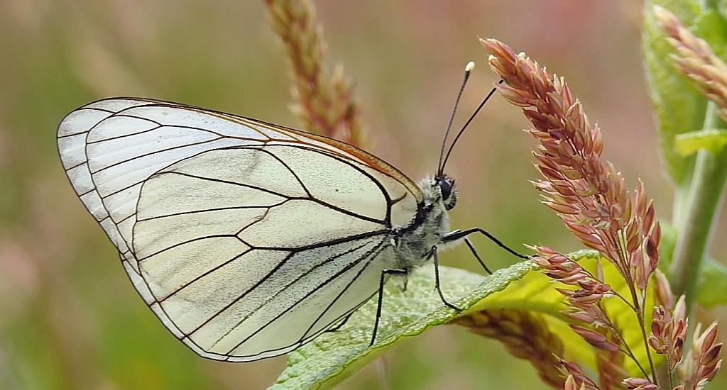 Niestrzęp głogowiec (Aporia crataegi)