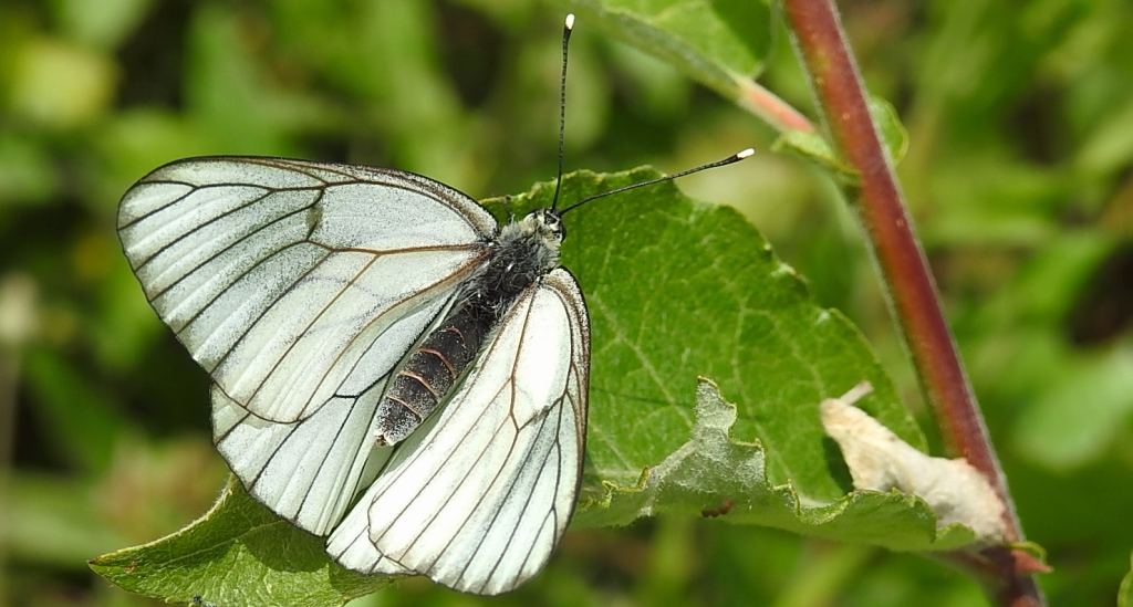 Niestrzęp głogowiec (Aporia crataegi)
