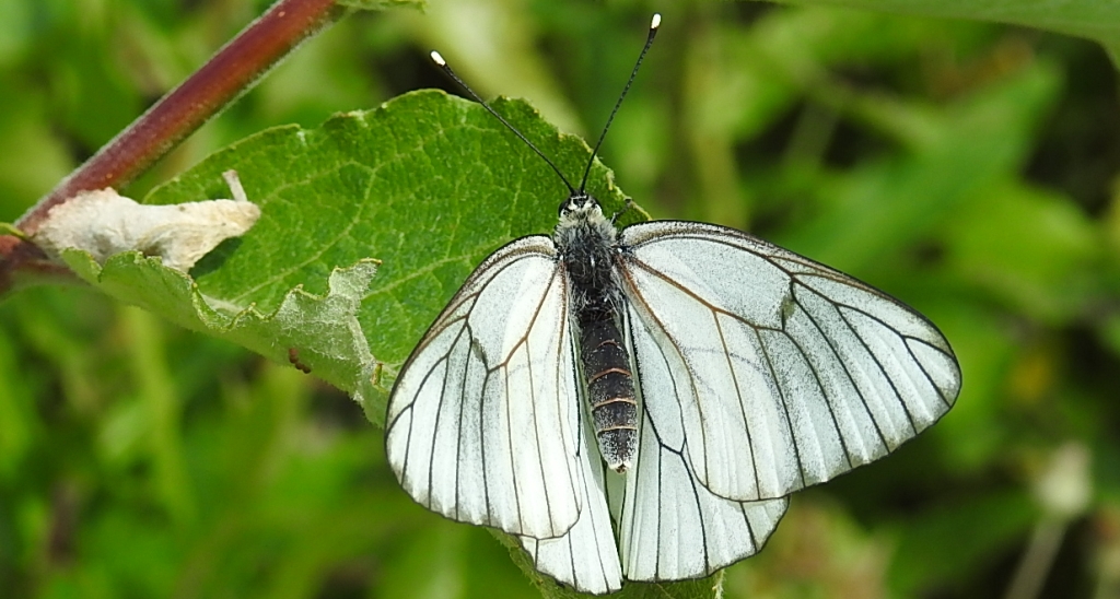 Niestrzęp głogowiec (Aporia crataegi)