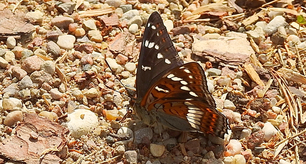 Pokłonnik osinowiec (Limenitis populi)