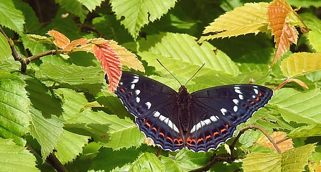 Pokłonnik osinowiec (Limenitis populi)
