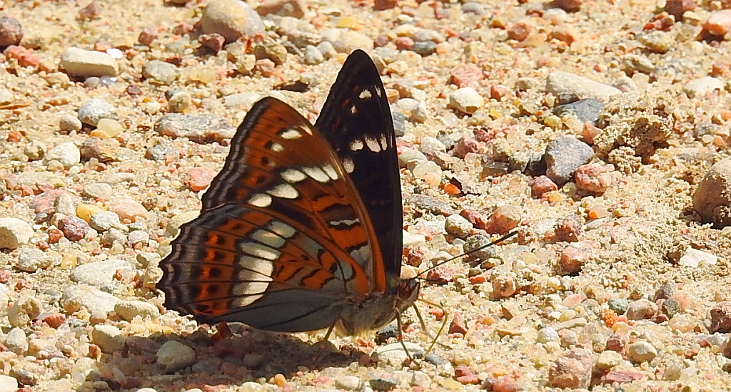 Pokłonnik osinowiec (Limenitis populi)