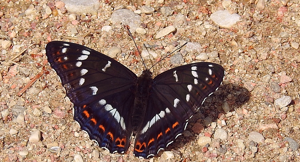 Pokłonnik osinowiec (Limenitis populi)