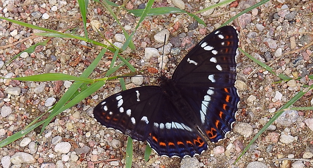 Pokłonnik osinowiec (Limenitis populi)