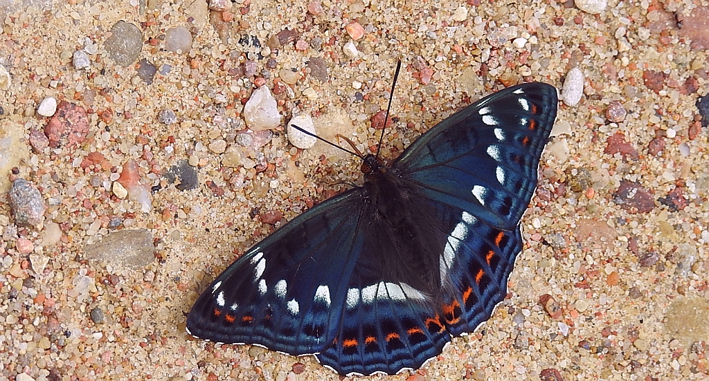 Pokłonnik osinowiec (Limenitis populi)