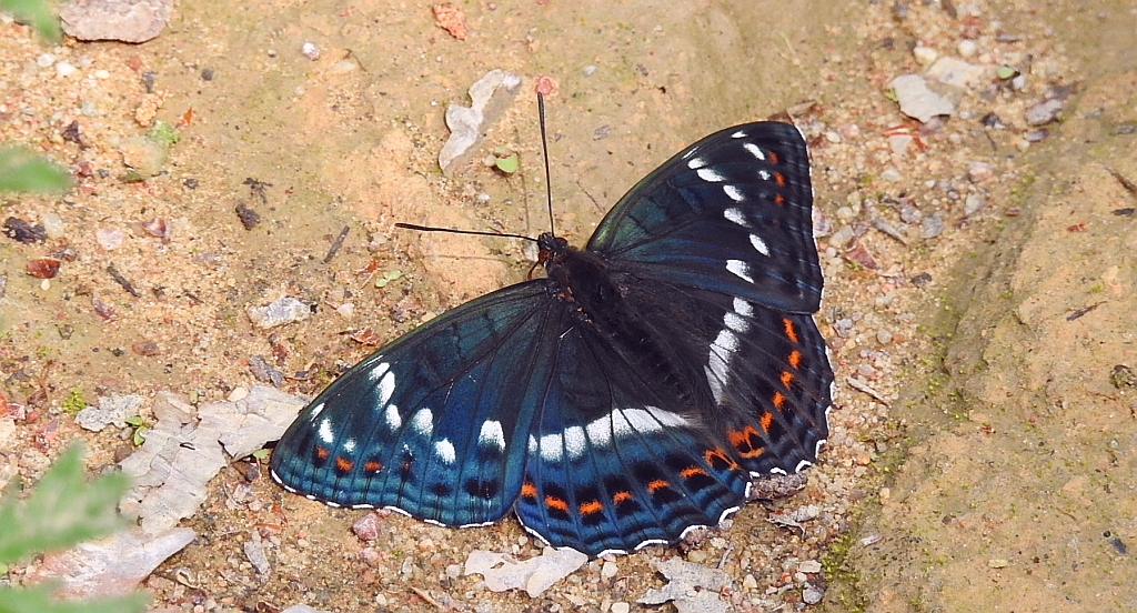 Pokłonnik osinowiec (Limenitis populi)
