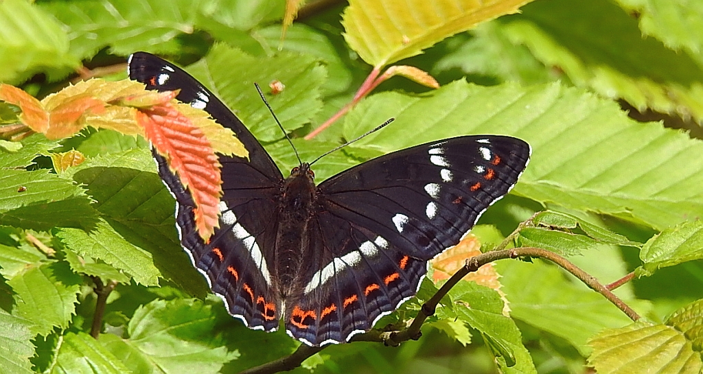 Pokłonnik osinowiec (Limenitis populi)