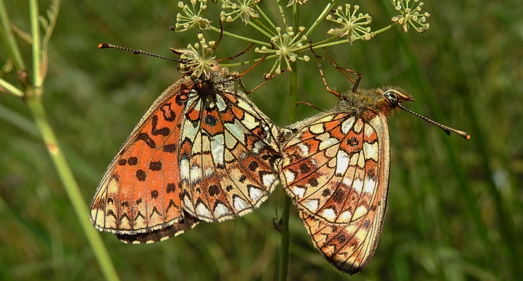 Dostojka selene (Boloria selene)