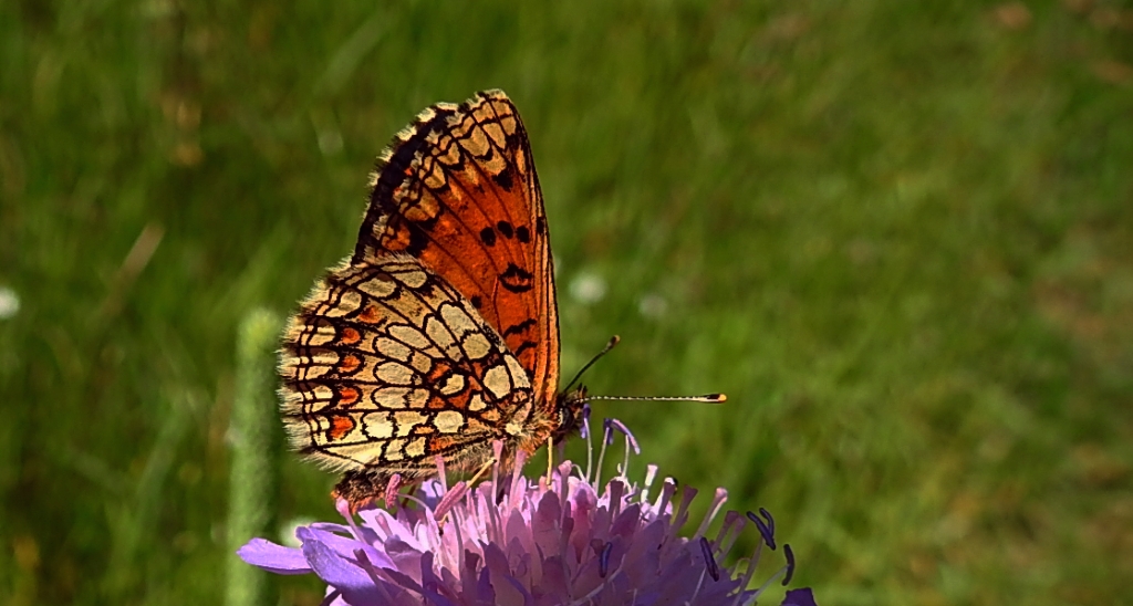 Przeplatka atalia (Melitaea athalia)
