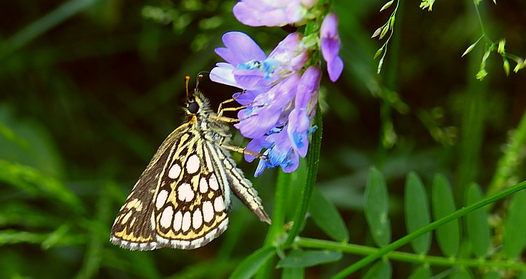 Rojnik morfeusz (Heteropterus morpheus)