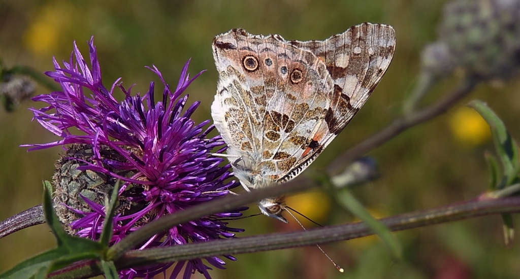 Rusałka osetnik (Vanessa cardui)