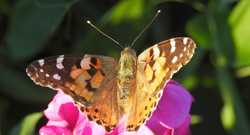 Rusałka osetnik (Vanessa cardui)