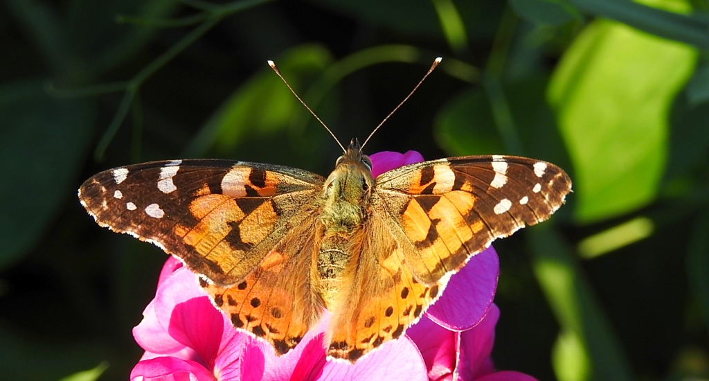 Rusałka osetnik (Vanessa cardui)