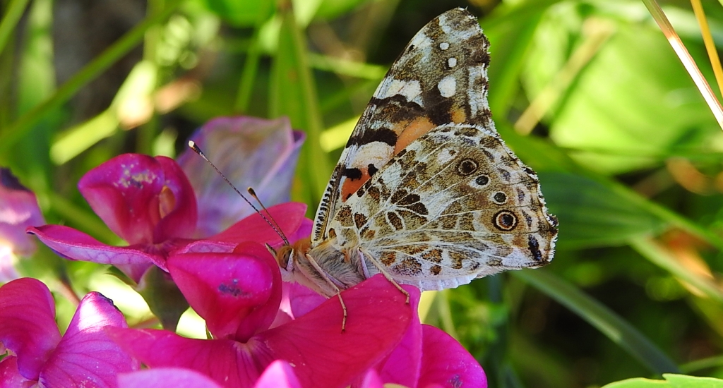 Rusałka osetnik (Vanessa cardui)