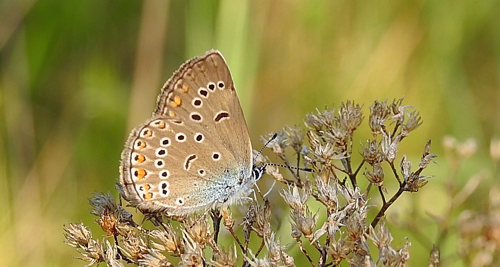 Modraszek amandus (Polyommatus amanda)