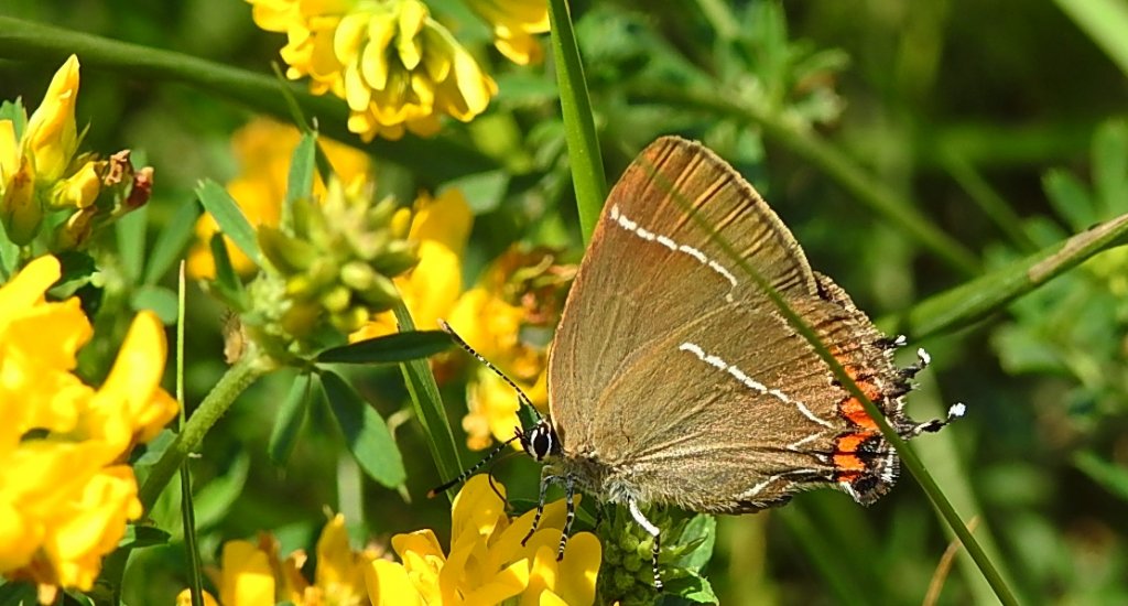 Ogończyk wiązowiec (Satyrium w-album)