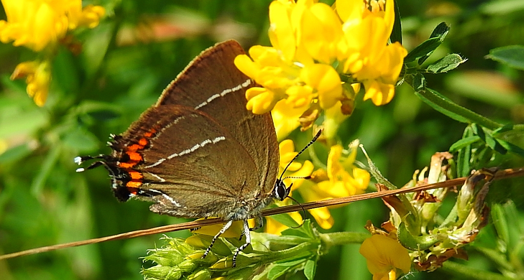 Ogończyk wiązowiec (Satyrium w-album)