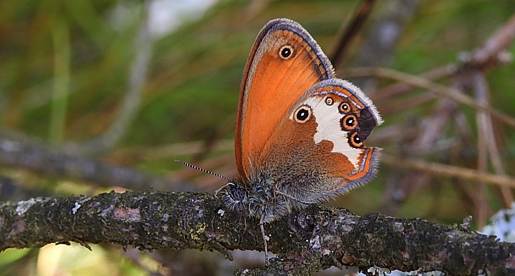 Strzępotek perełkowiec (Coenonympha arcania)